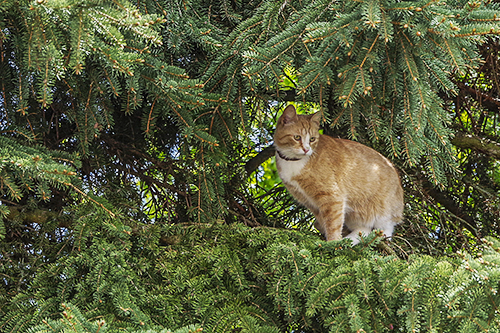 Katze im Tannenbaum